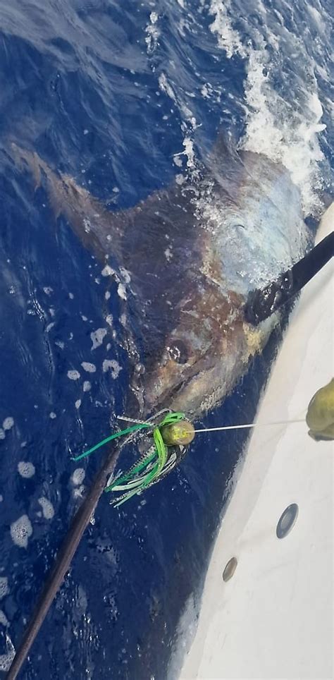 Cavalier Released A Kg Blue Marlin Cavalier Blue Marlin