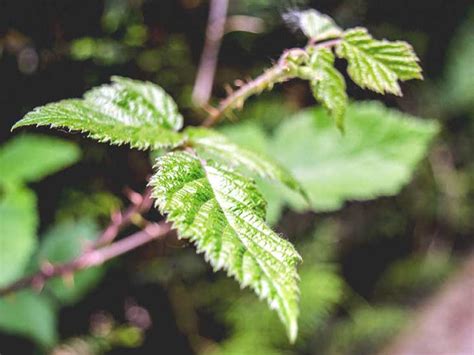 Stinging Nettle Rash: Pictures, Treatment, Home Remedy