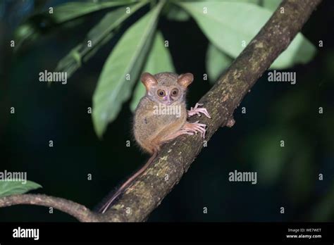 Indonesia Celebes Sulawesi Tangkoko National Park Spectral Tarsier