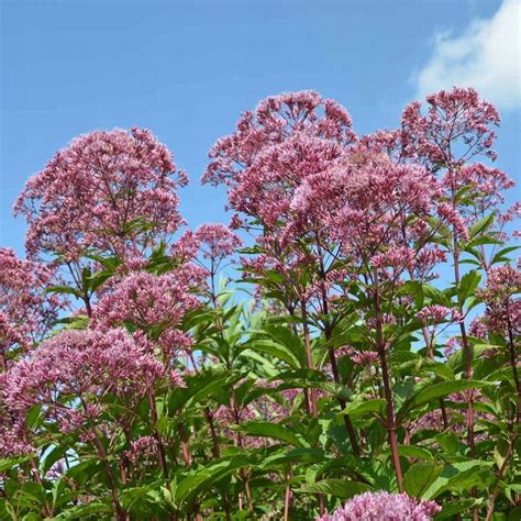 Sadziec Purpurowy Eupatorium Atropurpureum Oficjalne