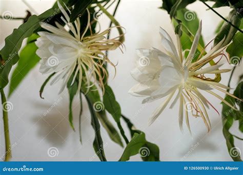 A Rainha Da Noite Dama De Noche A Esp Cie Do Oxypetalum De Epiphyllum