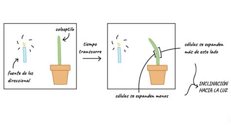 ¿qué Es El Fototropismo Y Fotoperiocidad En Las Plantas Infoagronomo