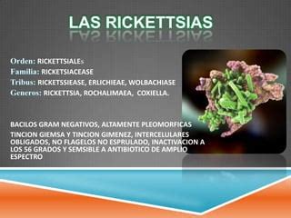 Chlamydia Mycoplasmas Rickettsias Ppt