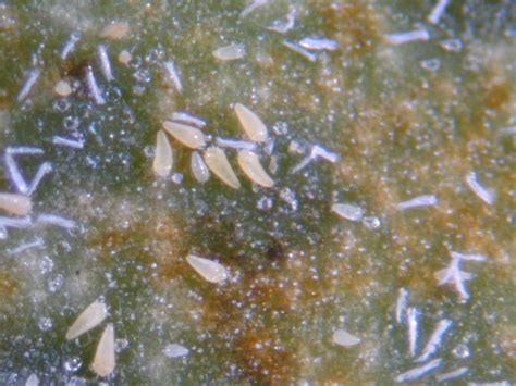 Citrus Rust Mites