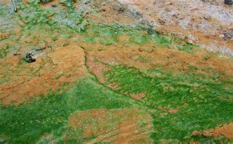 A Photo A Thought Place Colored Extremophiles Of Yellowstone National Park