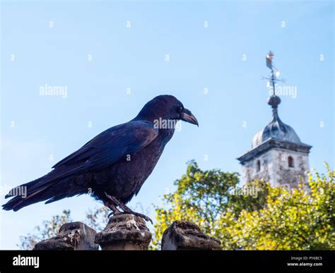 Tower of london ravens hi-res stock photography and images - Alamy