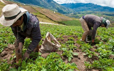 La Agricultura En Colombia Es Líder En Generación De Empleo • Periódico