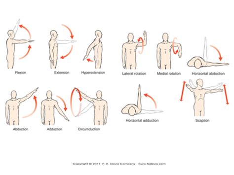 Shoulder Flashcards Quizlet