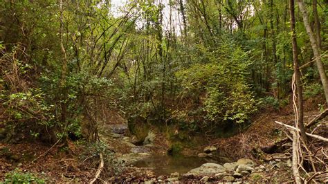 La Foresta Di Tatti Valdicecina Outdoor