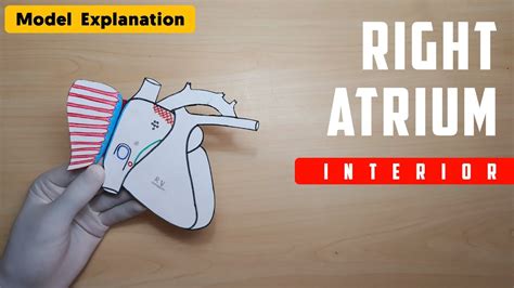 Right Atrium Anatomy Interior Part 4 Heart Model Explanation With