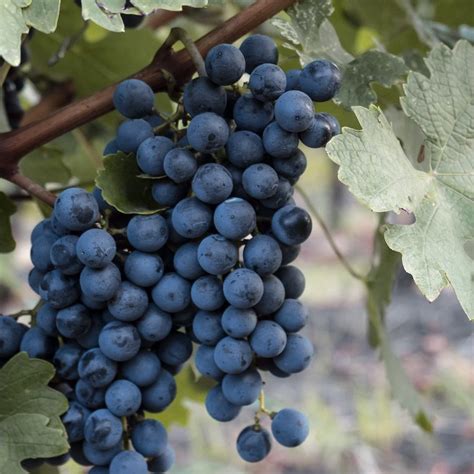 ITALY’S INDIGENOUS WINE GRAPES — GET COOKING WITH BILL ST JOHN