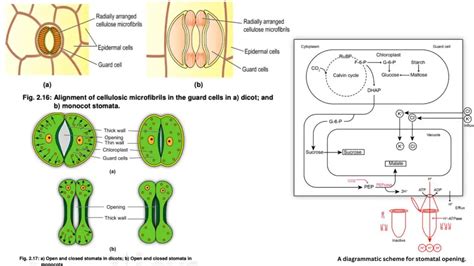 Water Transport Mechanism In Plants Biology Notes Online