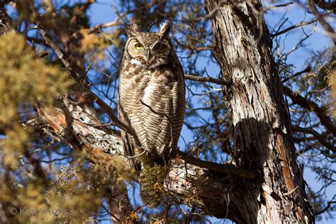 Female Great Horned Owl In Midday Sun The Pair Of Great Ho Flickr