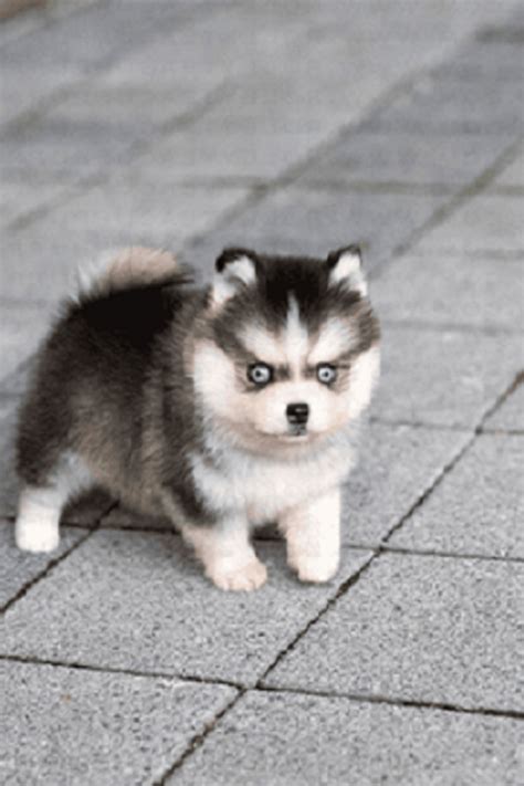 Pomsky Puppy Breeders Near Me - Pets Lovers