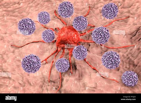 T Lymphozyten Zellen Angreifen Einer Krebszelle Computer Abbildung T