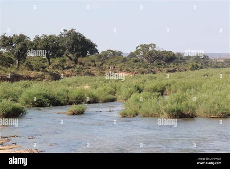 sabie river sabie river stock photo alamy