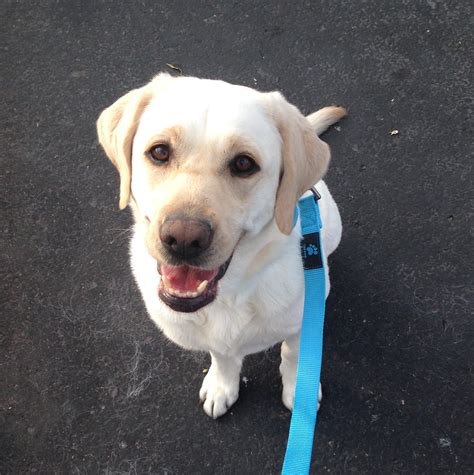 Classes - Club-Doggie Dog Training
