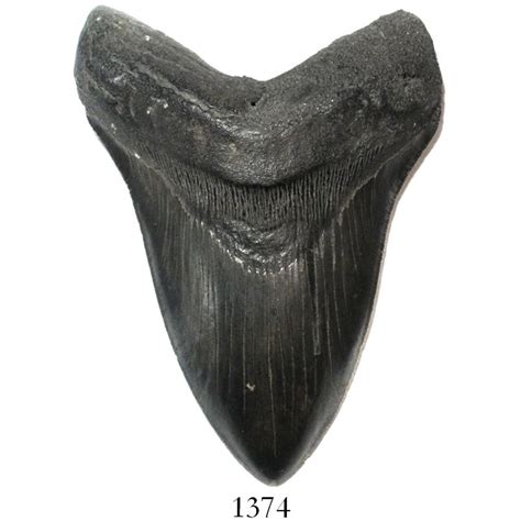 Large Megalodon Tooth Black 25 Million Years Old Found Off South