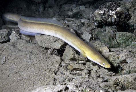 Aalreusen Ratgeber Test Und Vergleich Simfisch De