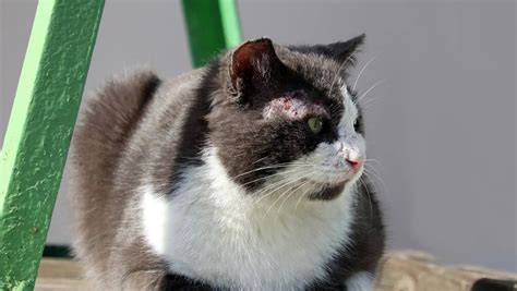 Can Cats Get Scabies?