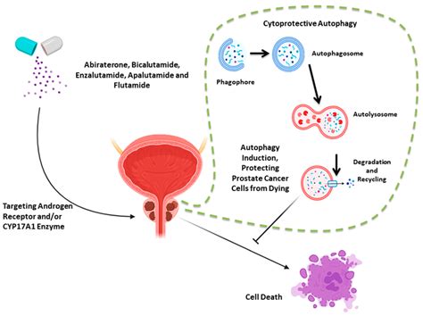 Autophagy Induced In Response To Androgen Targeted Therapies