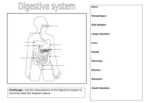 The Digestive System Aqa Combined Science Trilogy Gcse Biology