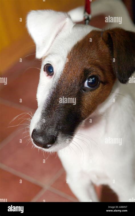 Smooth Haired Fox Terrier Puppies