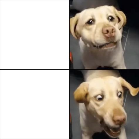 calm dog turns into shocked dog : r/MemeTemplatesOfficial