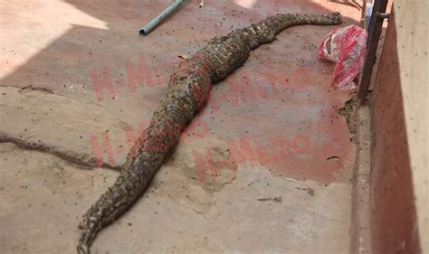 I Received A Python In Exchange For Sex Sex Worker Makes Chilling Confession After Snake Is