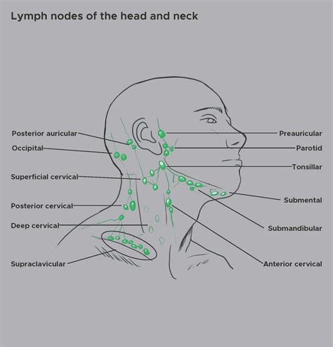 Anatomy Head And Neck Supraclavicular Lymph Node Treatment