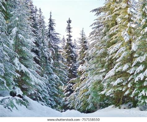 Beautiful Snowy Evergreen Trees Snow Covered Stock Photo (Edit Now ...