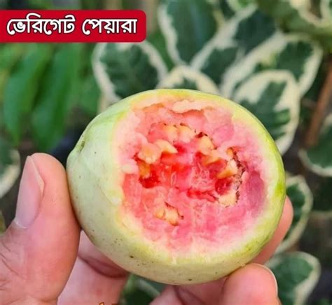 Full Sun Exposure Green Variegated Guava Plant For Fruits At Rs 125