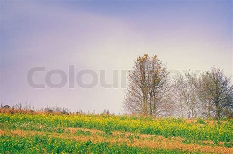 Flowering Field and Bare Trees in Autumn HDR Шьфпу Stock image