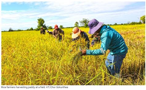 Cambodia Paddy Rice Exports Increase To Vietnam ASEAN Economic