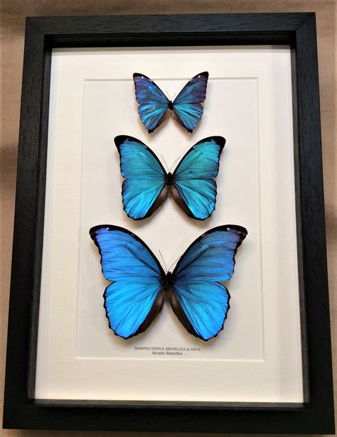 Morpho Didius Morpho Menelaus Morpho Aega Real Framed Morpho