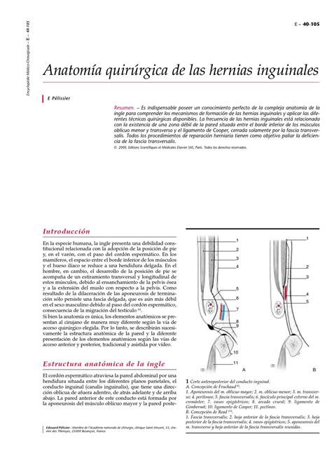 Anatomía Quirúrgica Hernias Inguinales By Cirugía Barinas Issuu