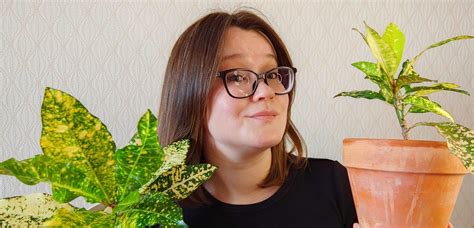 Кротон (кодиеум): эксперт об уходе, поливе, грунте и пересадке
