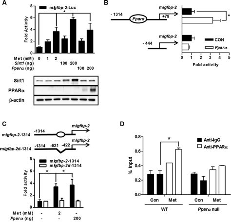 Metformin regulates PPARα mediated Igfbp 2 gene expression A Effect