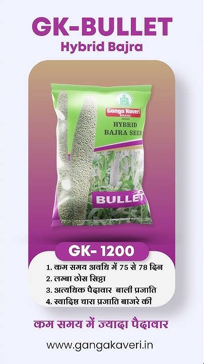 Ganga Kaveri Gk 1200 Hybrid Bajra Seeds Youtube