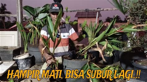 CARA MENANAM TANAMAN HIAS PISANG PISANG AN PISANG HELICONIA YouTube