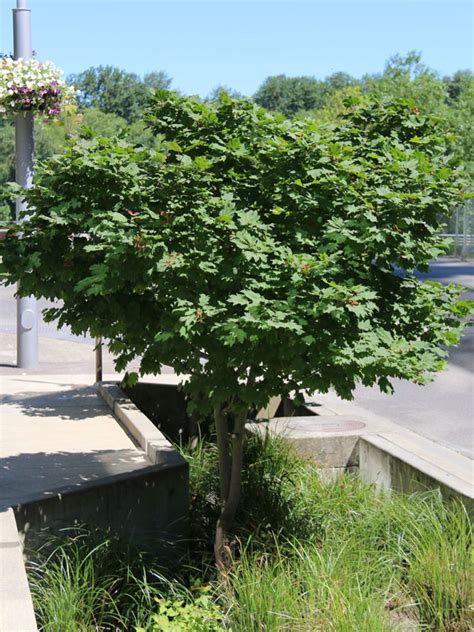 vine maple  frank schmidt son