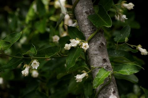 Araujia Sericifera Planter Et Cultiver Ooreka