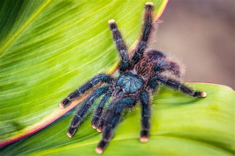 Pink Toe Tarantula Care Sheet And Species Guide More Reptiles