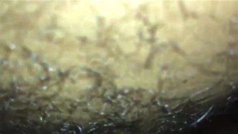 Je Baise Une Grosse Milf Jusqu Ce Qu Elle Jouisse Xhamster