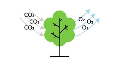 Plants Might Be Able To Absorb More Carbon Dioxide Than Previously