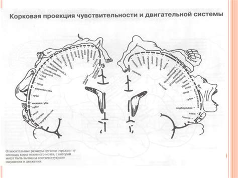 Нейропсихологическая диагностика в экспертной практике - презентация онлайн