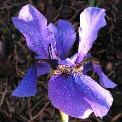 Iris Sibirica Limeheart Arborator Us Ugi Ogrodnicze Pawe Ka Mierski