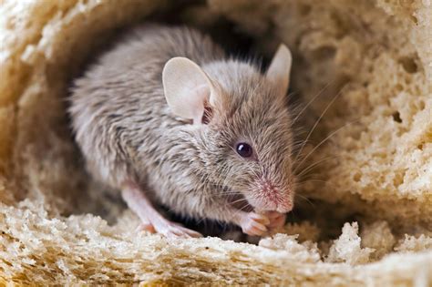 What Do Pest Control Do For Mice Pest Control