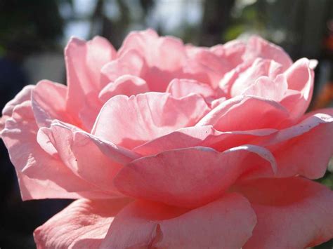 Linda Cardellini Nude Roles Internet Hoax Or Movie History