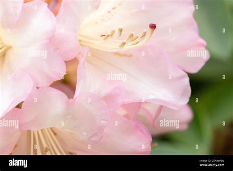 Rododendro rosa brillante fotografías e imágenes de alta resolución Alamy